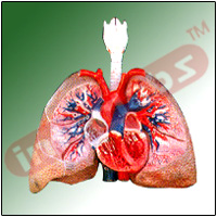 HUMAN LUNGS WITH HEART AND LARYNX